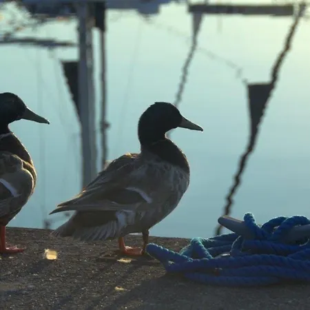 Ancora Marina Haus 1 Nr 06, Typ 2 * Neustadt in Holstein